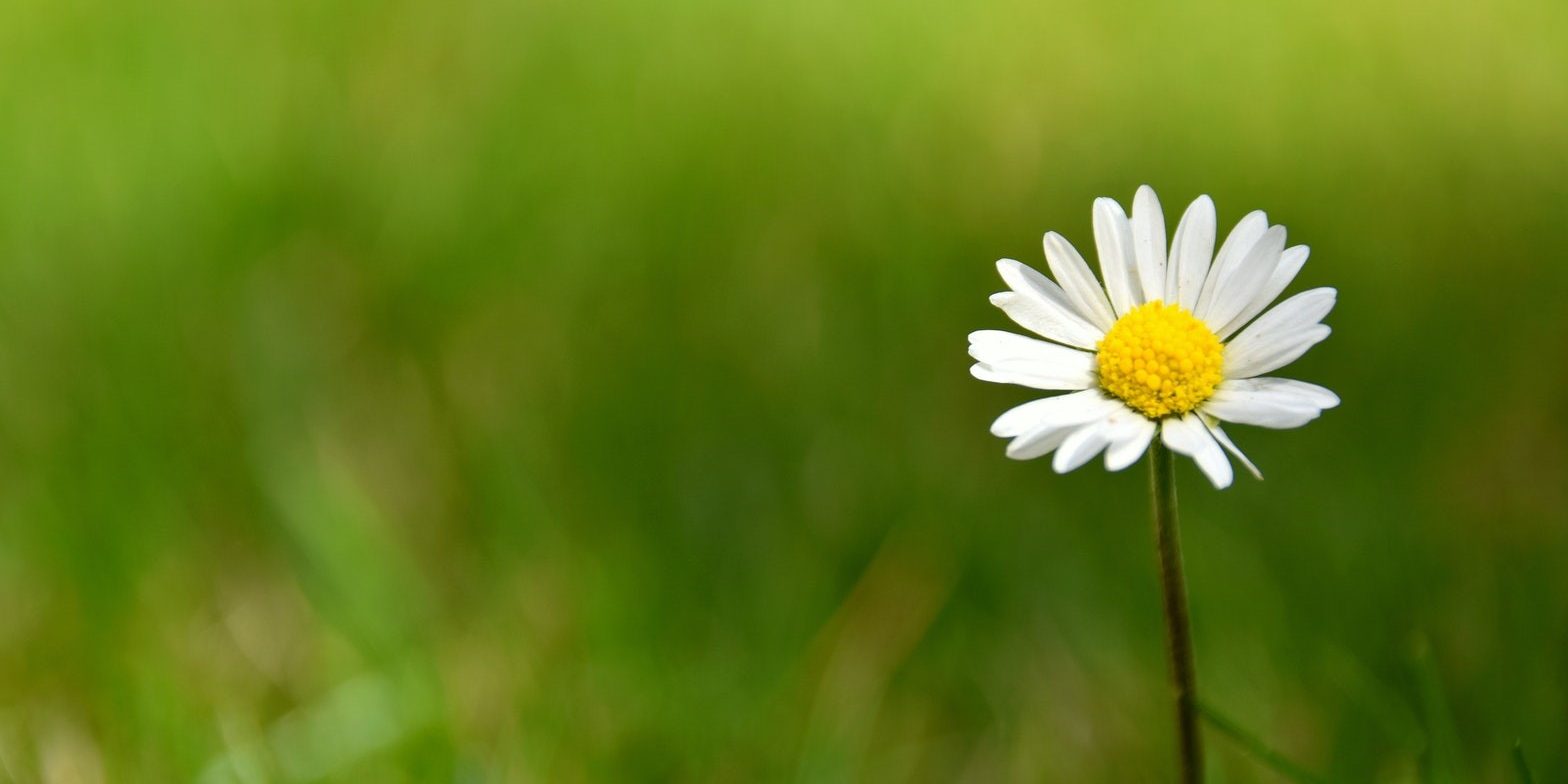 blog-img1-take-photos-with-blurred-background-effects-using-honor-10